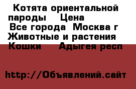 Котята ориентальной пароды  › Цена ­ 12 000 - Все города, Москва г. Животные и растения » Кошки   . Адыгея респ.